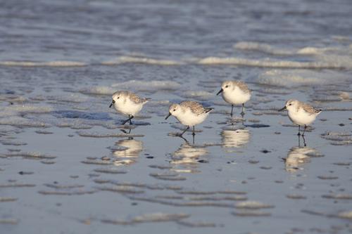 Becasseau sanderling